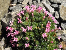 Asperula sintenisii